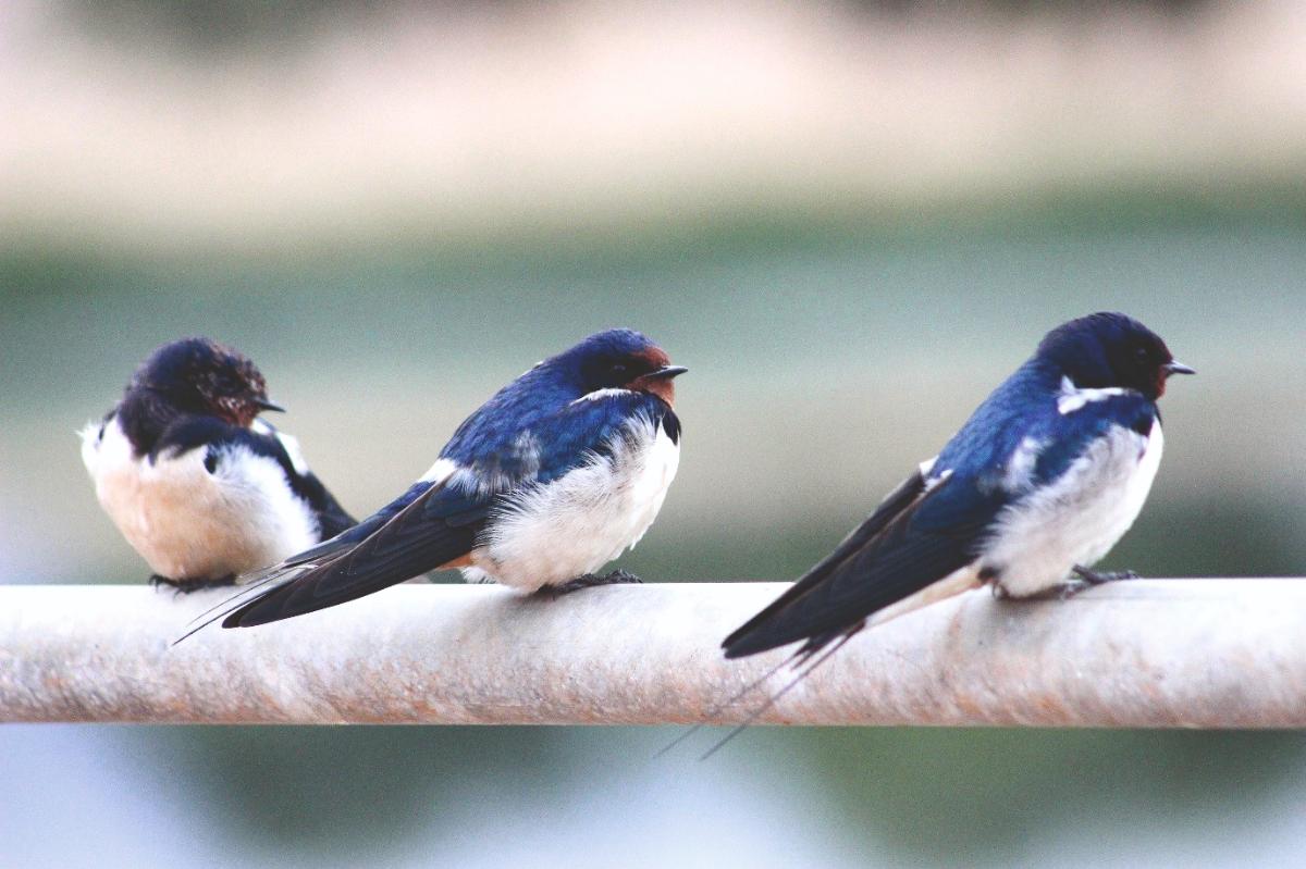 Brividi di Primavera